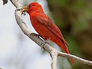 Summer Tanager - Male